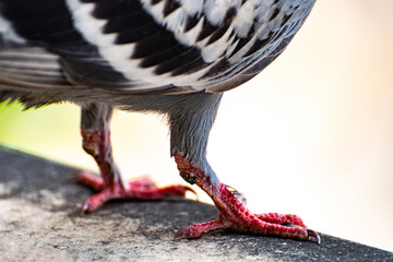 Legs detail close-up of Rock dove pidgeon