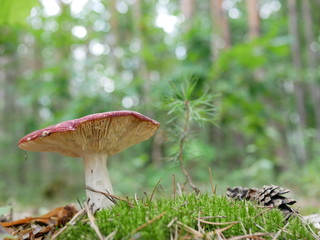 Strigani / Ukraine - July 27 2018: Mushrooms in the forest in the summer