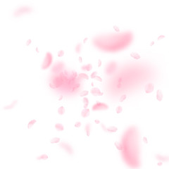 Fototapeta na wymiar Sakura petals falling down. Romantic pink flowers explosion. Flying petals on white square backgroun