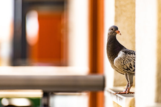 Rock Dove Pidgeon Sitting On Windowsill Of Apartment Building Window