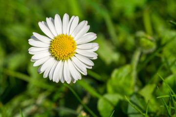 Fototapeta premium Daisy flower in grass