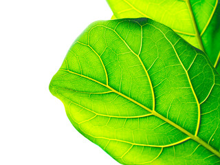 Green leaves on white background