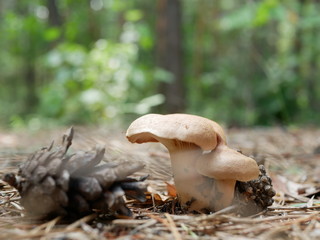 Strigani / Ukraine - July 27 2018: Mushrooms in the forest in the summer