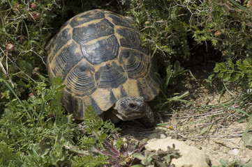 turtle in the bushes in Turkey
