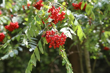 Ripe mountain ash on branches