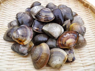 新鮮なハマグリ