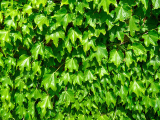 Fototapeta na wymiar Ivy plant background
