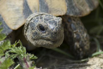 turtle head close-up