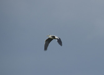 Heron flying at Svartsjö, Ekerö, Stockholm