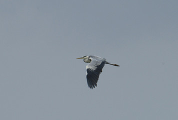 Heron flying at Svartsjö, Ekerö, Stockholm