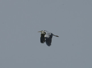 Heron flying at Svartsjö, Ekerö, Stockholm