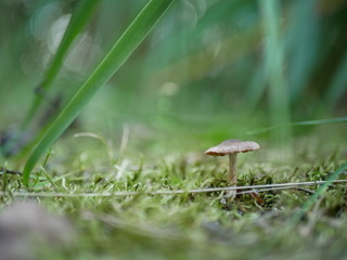 Strigani / Ukraine - July 27 2018: Mushrooms in the forest in the summer