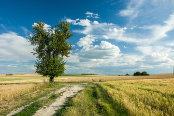 Fototapeta na wymiar Lonely tree by the road in the field
