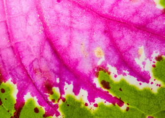 Pink and green high detail leaf macro close up, nature background texture.