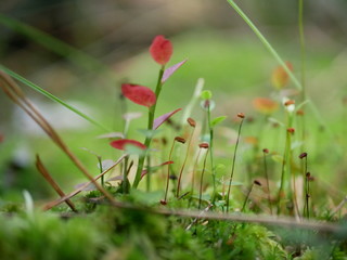 Strigani / Ukraine - July 27 2018: Forest flora