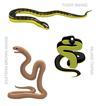 Snake Australian Venomous Set Cartoon Vector Illustration