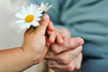 baby hand gives chamomile for older woman on holiday