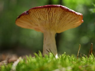 Strigani / Ukraine - July 27 2018: Mushrooms in the forest in the summer