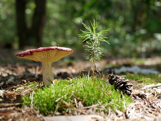 Strigani / Ukraine - July 27 2018: Mushrooms in the forest in the summer