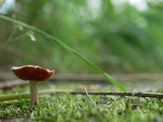 Strigani / Ukraine - July 27 2018: Mushrooms in the forest in the summer