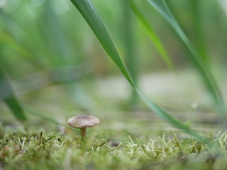 Strigani / Ukraine - July 27 2018: Mushrooms in the forest in the summer