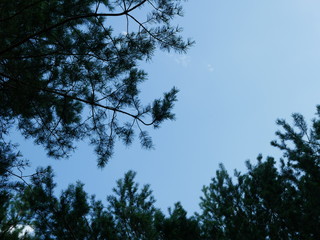 Komarivka / Ukraine -July 27 2018: Coniferous forest