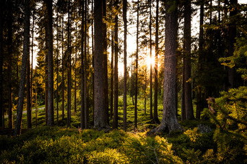 Sonne leuchtet durch den Wald im Sommer