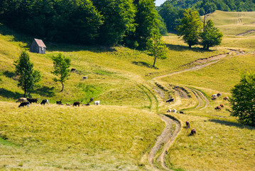 cattle of cow grazing on a grassy pasture. road winds uphill in to the forest