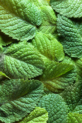 Mint leaves background.