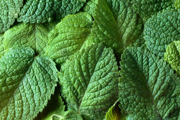 Mint leaves background.