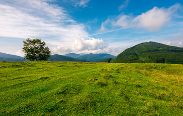 Fototapeta na wymiar grassy meadow in mountains. tree on the edge of a hill. wonderful weather condition in early autumn. beautiful countryside background