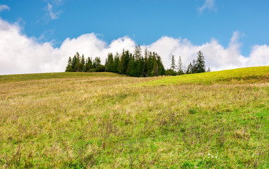 Fototapeta premium spruce woodlot on top of a hill. hillside with weathered grass in early autumn. massive cloud behind the scene. lovely nature background