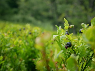 Carpathians / Ukraine - July 07 2017: Paraglider flying parachute in blue sky at a bright sunny summer day. Active lifestyle