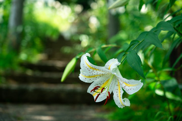 満開のヤマユリ