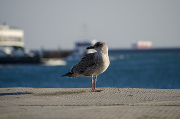 Seagull Standing in the Sunlight