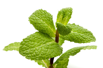 Peppermint © Only Fabrizio