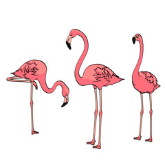Isolated object on white background. Three pink flamingos on the blue sea, birds rest. Vector