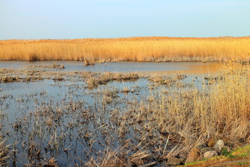Dry reeds (Phragmites) on a shallow lake in wildlife reserve area in early spring