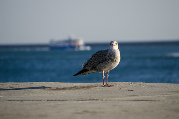 Seagull Standing in the Sunlight