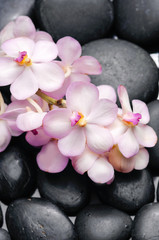 Lying on branch orchid on pile of black stones 