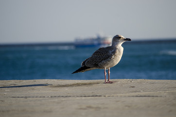Seagull Standing in the Sunlight