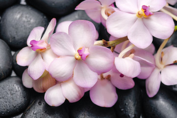 Fototapeta na wymiar Lying on branch orchid on black stones reflection 