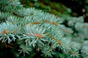 Naklejka na ściany i meble Blue spruce fir tree branches