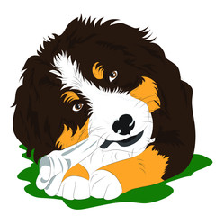 bovaro del bernese con osso