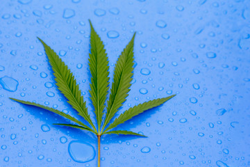 Green leaf of the cannabis on a blue background. Green leaf of marijuana on a blue background of...
