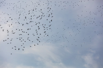 flock of birds flying in the sky 