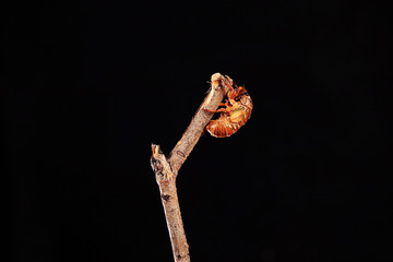Cicada larva