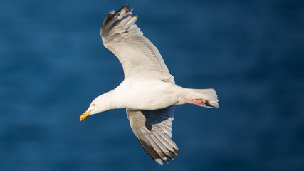 Goéland breton