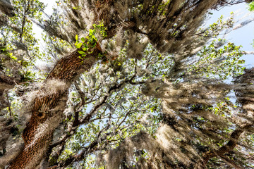 Closeup low angle, looking up view of tall southern live oak tree perspective with hanging Spanish...