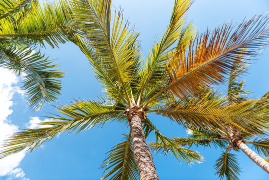 Low angle of colorful green orange yellow bright palm tree leaves isolated against blue sky in Miami, Florida during sunny day looking up